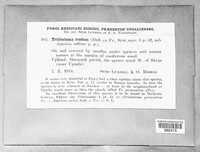 Tricholoma nudum image